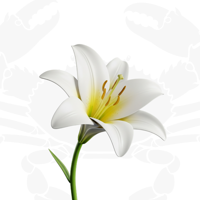 Zodiac Cancer Perfume Guide 