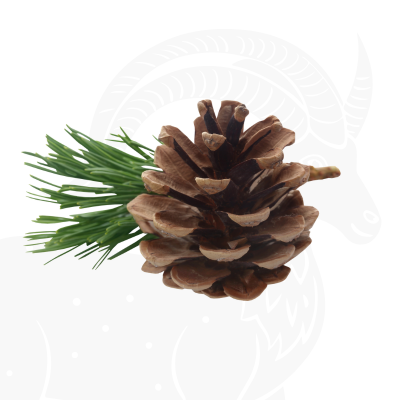 Zodiac Capricorn Perfume Guide 